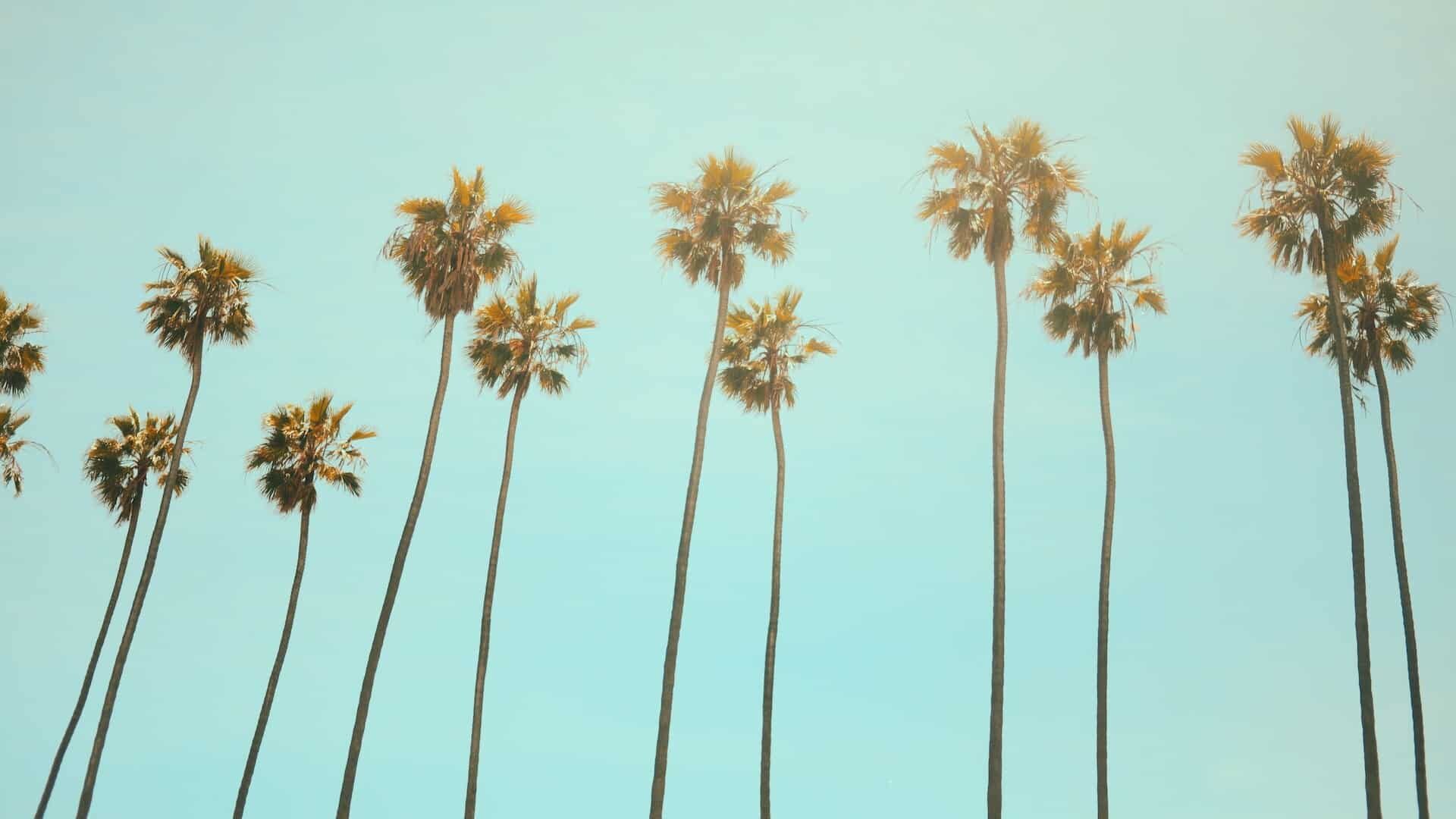 Teal blue sunny skies with tall golden palm trees